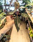 Philodendron 'Pink Marble' | Baby plants