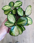 Hoya Australis 'Lisa'
