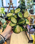 Hoya Australis 'Lisa'