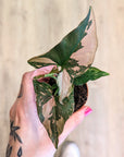 Syngonium 'Pink Splash' | Baby plants