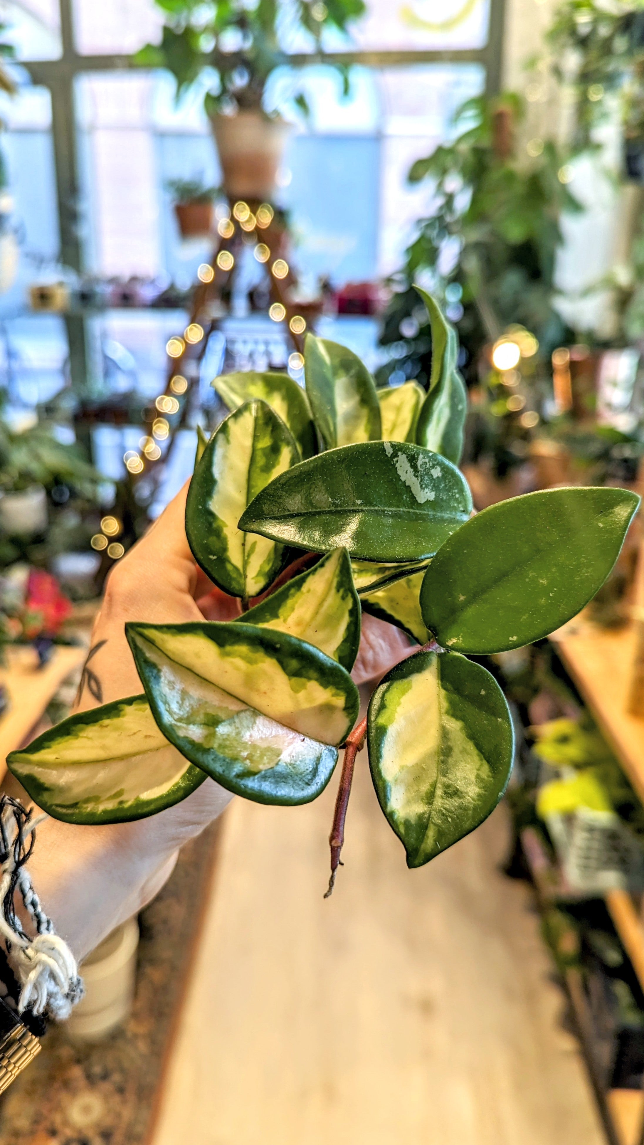 Hoya carnosa &#39;Tricolor&#39; | Baby plants