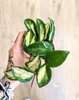 Hoya carnosa 'Tricolor' | Baby plants
