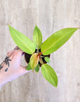 Philodendron 'Orange' | Baby plants