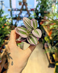 Tradescantia Albiflora 'Nanouk' | Babypflanzen