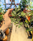 Hoya Krohniana 'Eskimo' | Babypflanzen