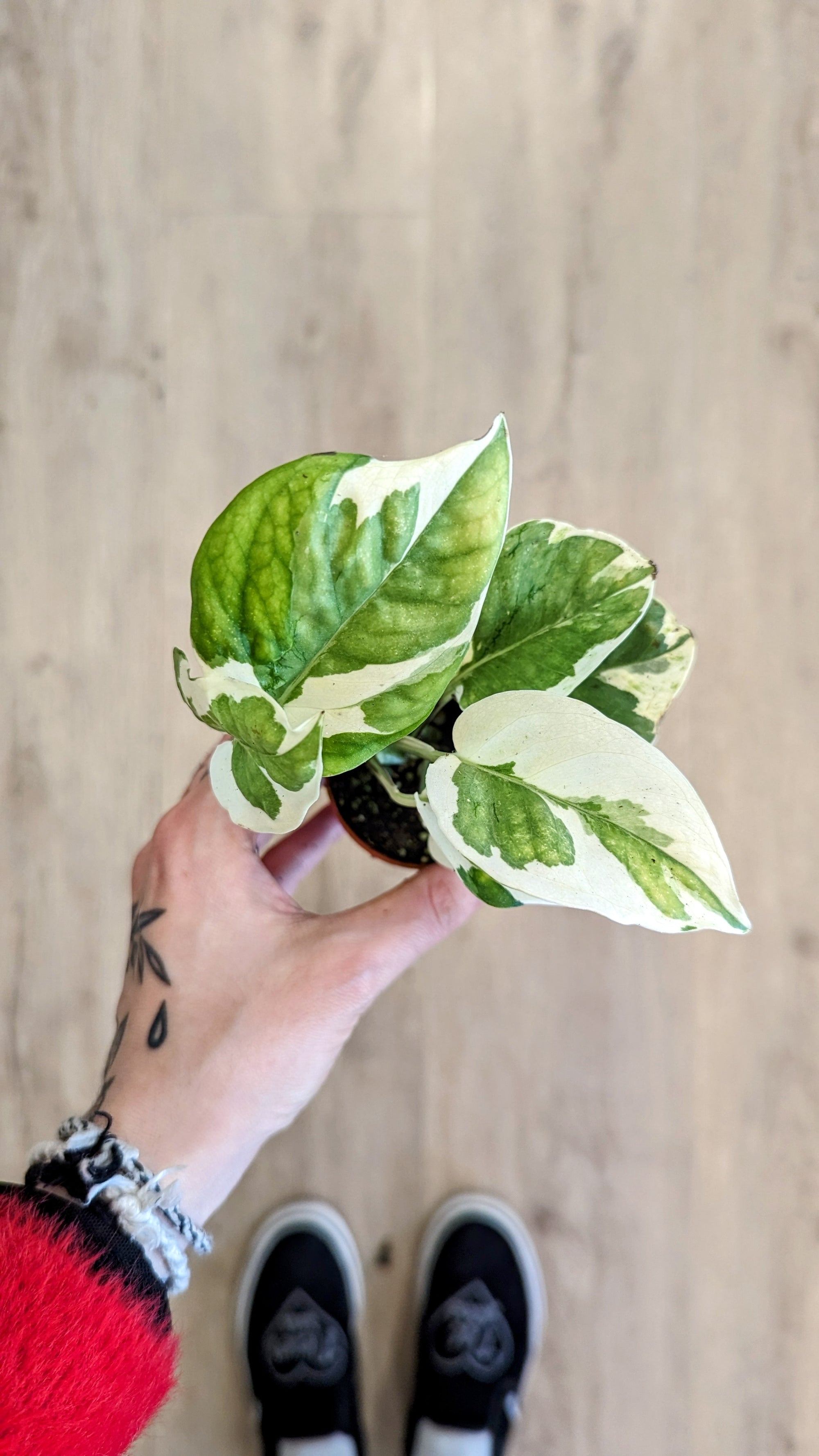 Epipremnum N'joy (pothos)