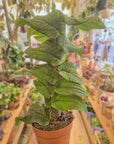 Rhaphidophora 'korthalsii'
