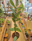 Rhaphidophora Eliptica 'Aurea'
