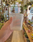 Pots orchidée transparents (Plusieurs options) | Florus
