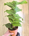 Rhaphidophora 'korthalsii'