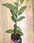 Rhaphidophora Eliptica 'Aurea'