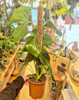 Coco Tutors (verschiedene Größen)