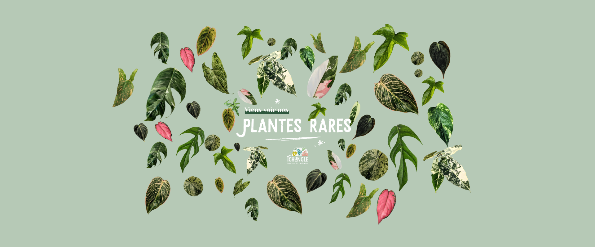 plantes rares Tchungle