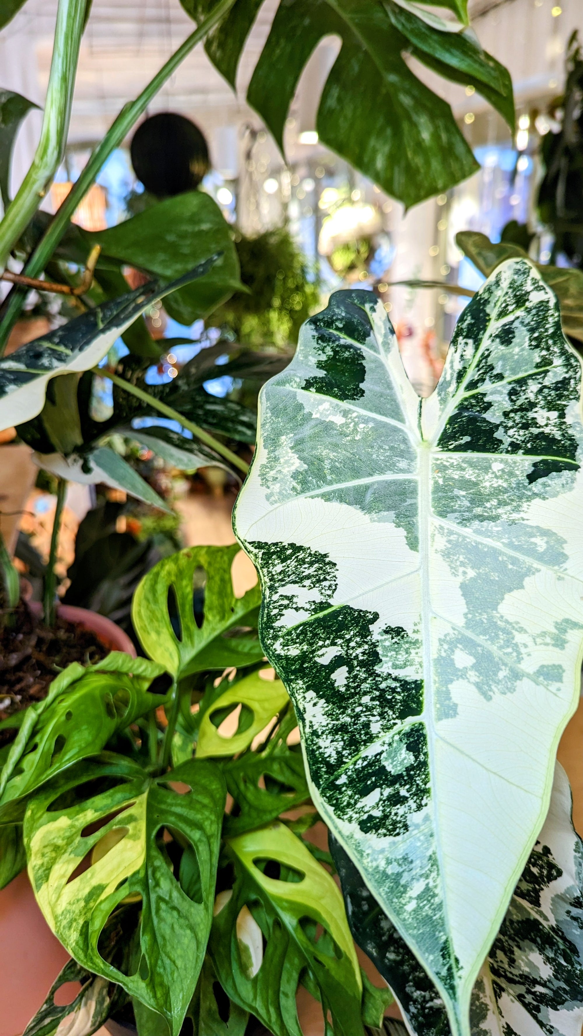 alocasia frydek variegata