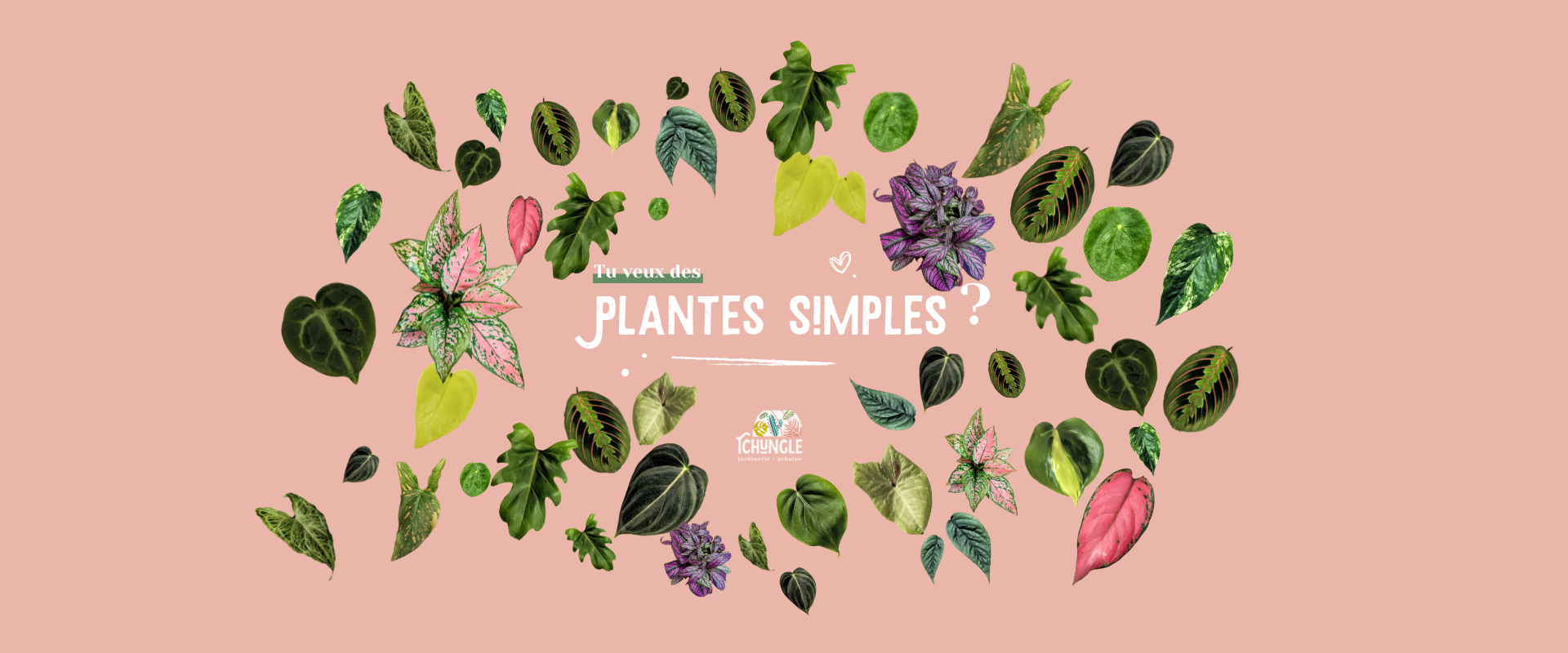 plantes simples d'entretien tchungle