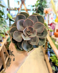 Echeveria ‘Magic Red’