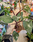 Philodendron 'Red Anderson'
