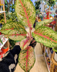 Aglaonema 'Carnival Queen'