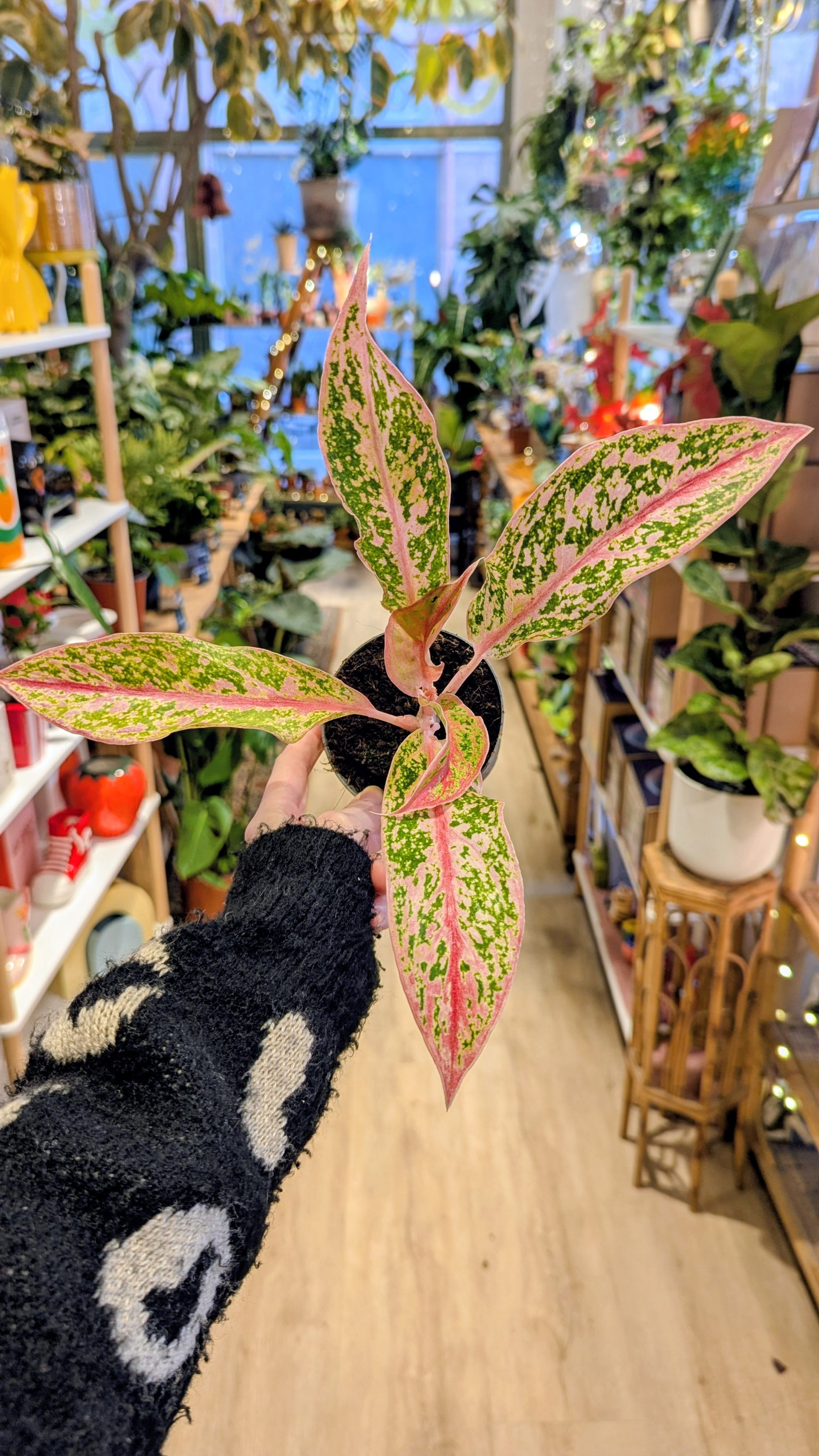 aglaonema prestige Aglaonema 'Prestige'