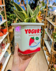 Vase Yogurt Fraise | Fluid Market
