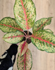 Aglaonema 'Carnival Queen'