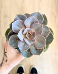 Echeveria ‘Magic Red’