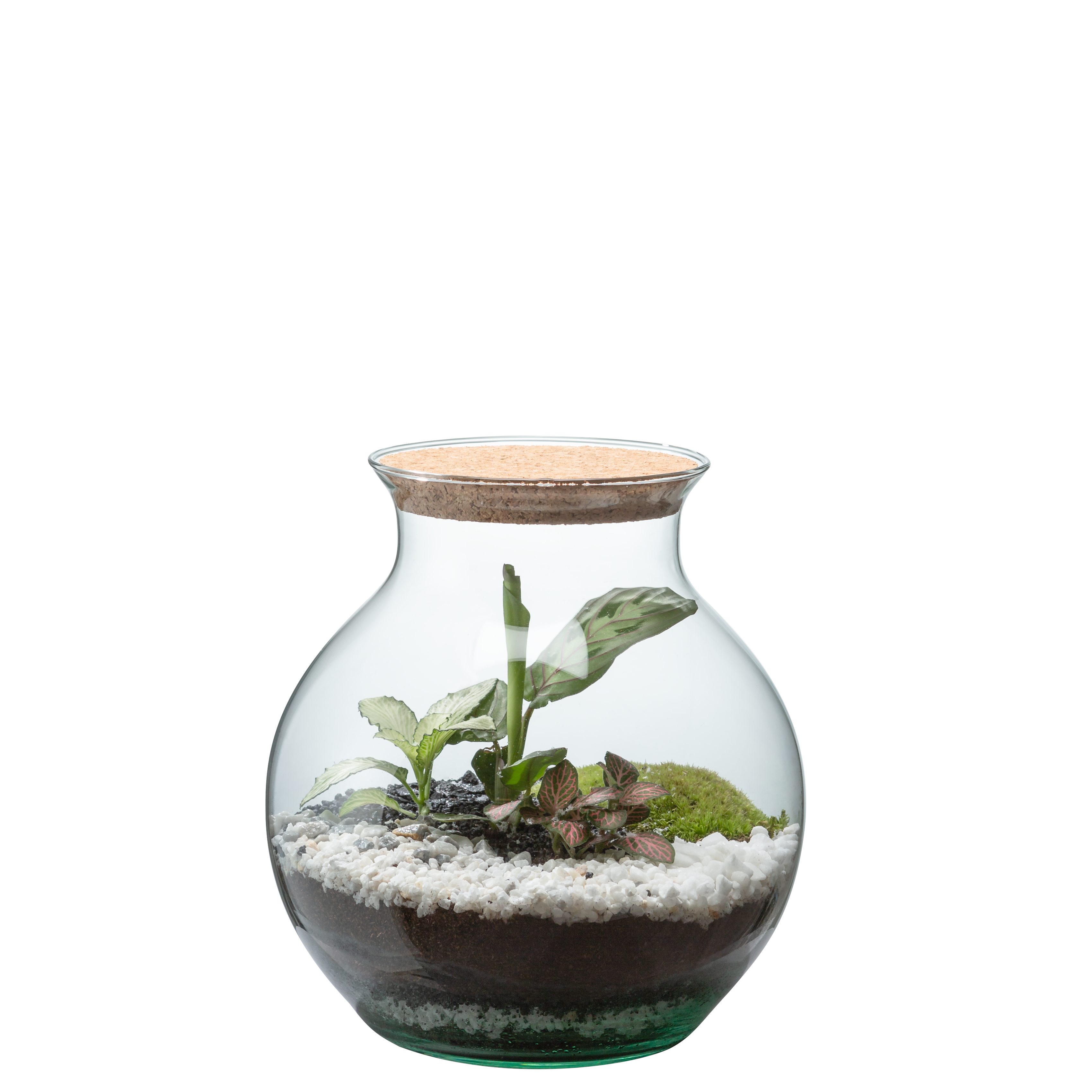 🍃 Carl or Anna Terrarium Workshop - Size S 🍃