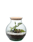 🍃 Carl oder Anna Terrarium Workshop – Größe S 🍃