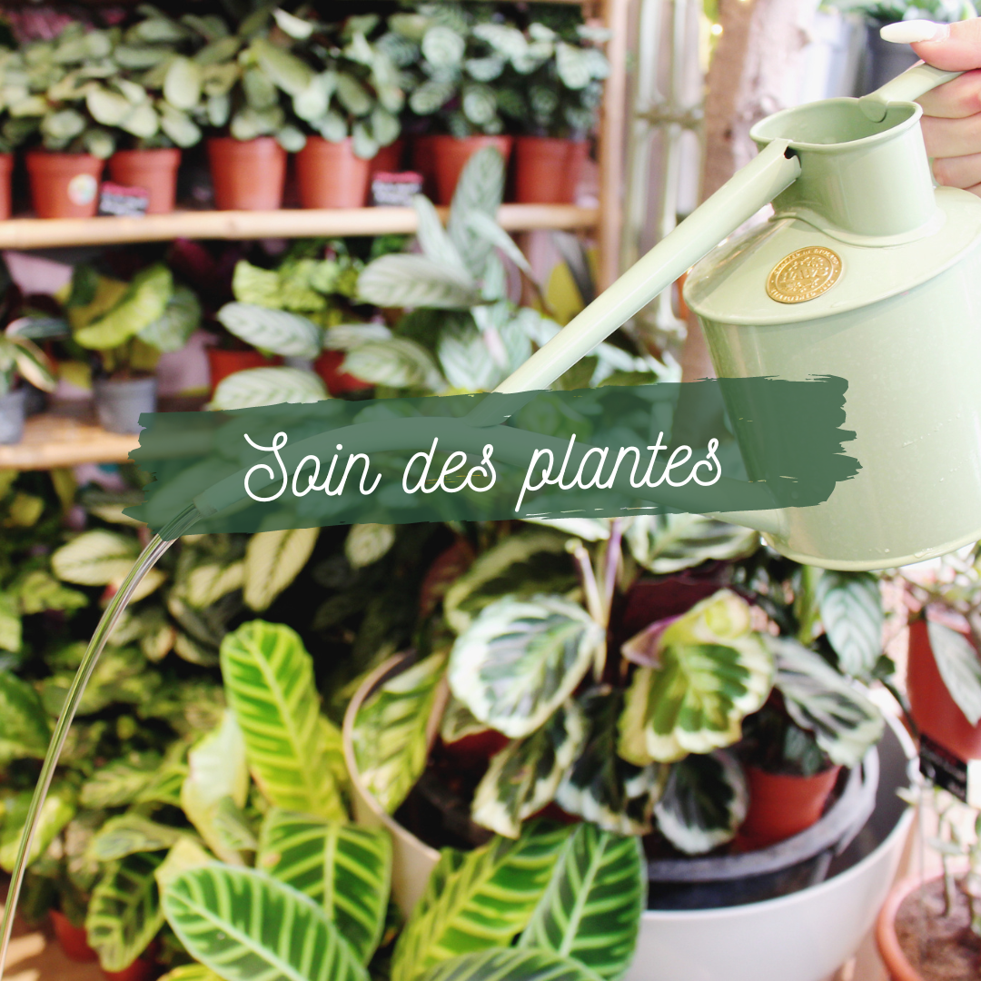 🌱 Plant Care Workshop🌱