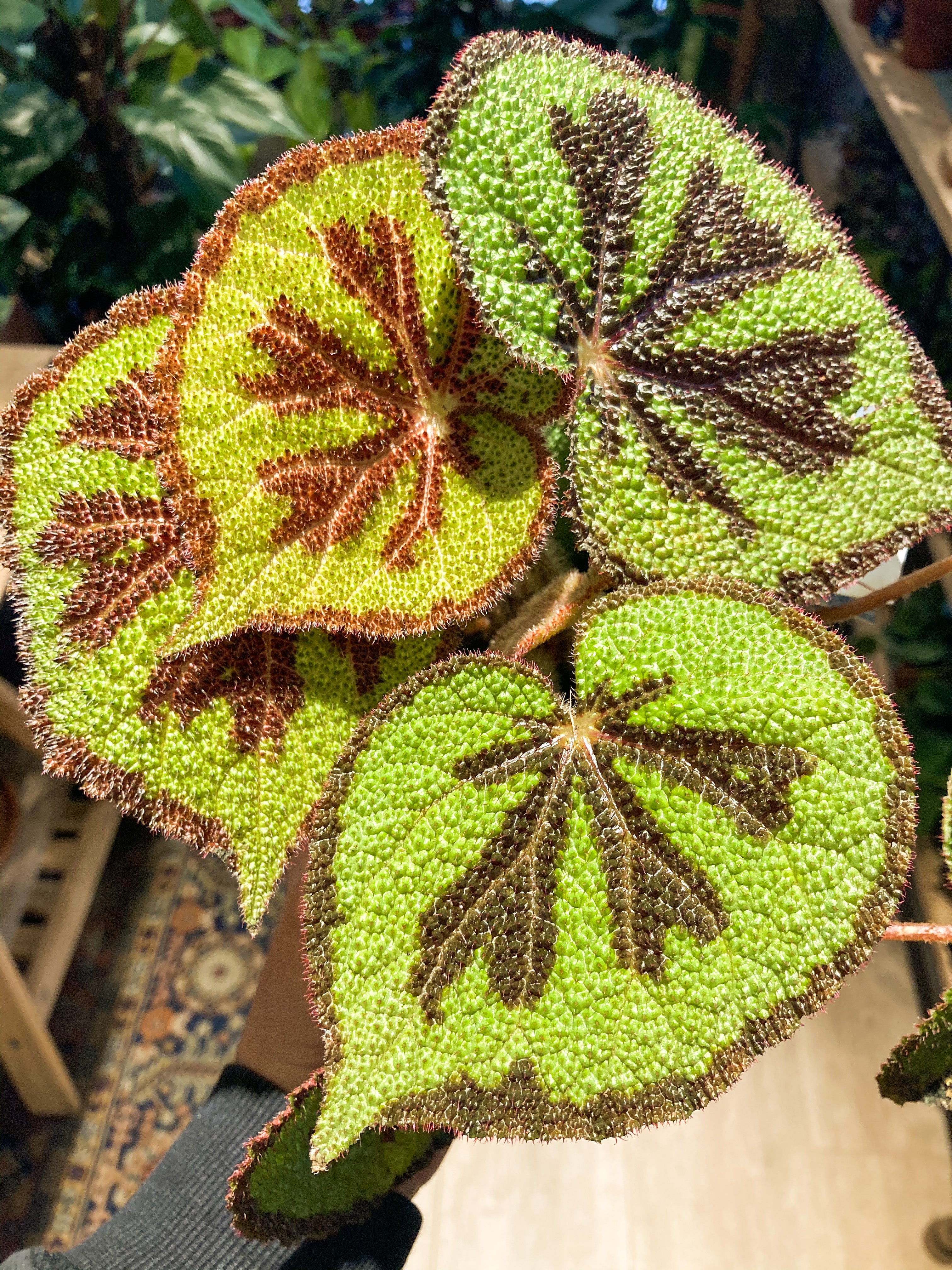 Begonia Masoniana &#39;Mountain Rock&#39;