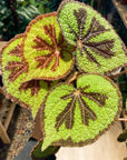 Begonia Masoniana 'Mountain Rock'