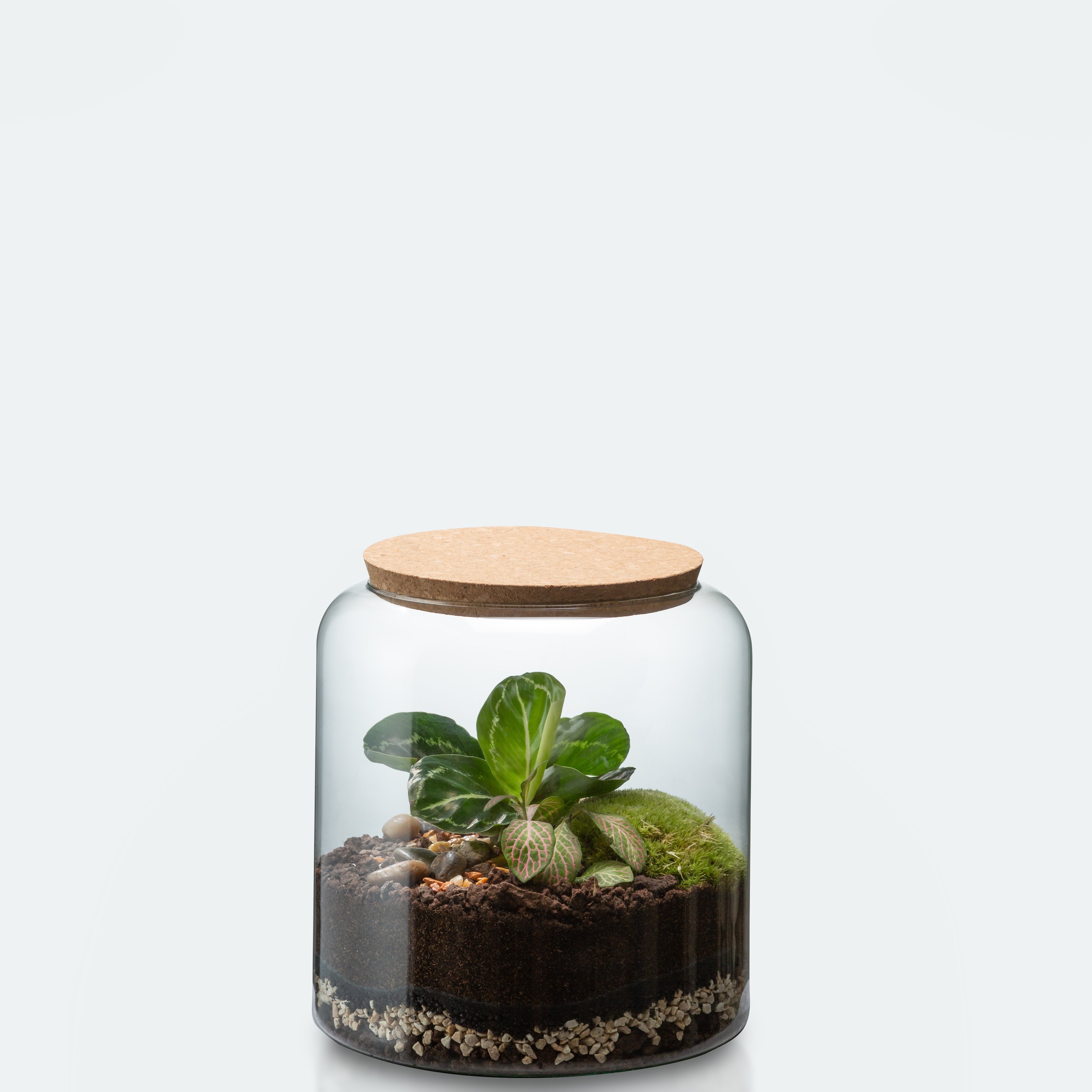 🍃 Carl or Anna Terrarium Workshop - Size S 🍃