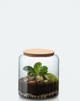 🍃 Carl or Anna Terrarium Workshop - Size S 🍃