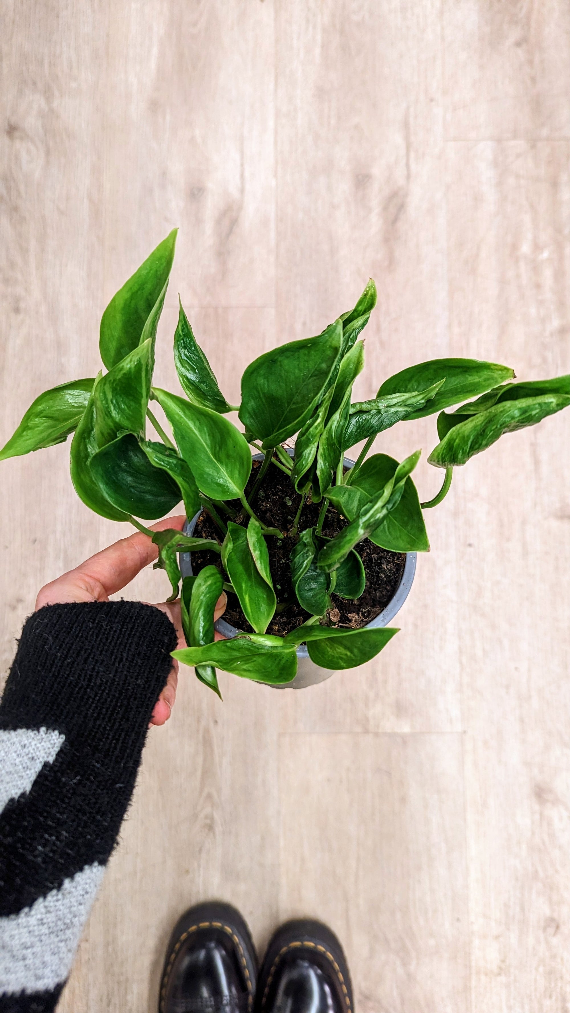 Epipremnum Shangri-La (Pothos)