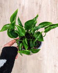 Epipremnum Shangri-La (Pothos)