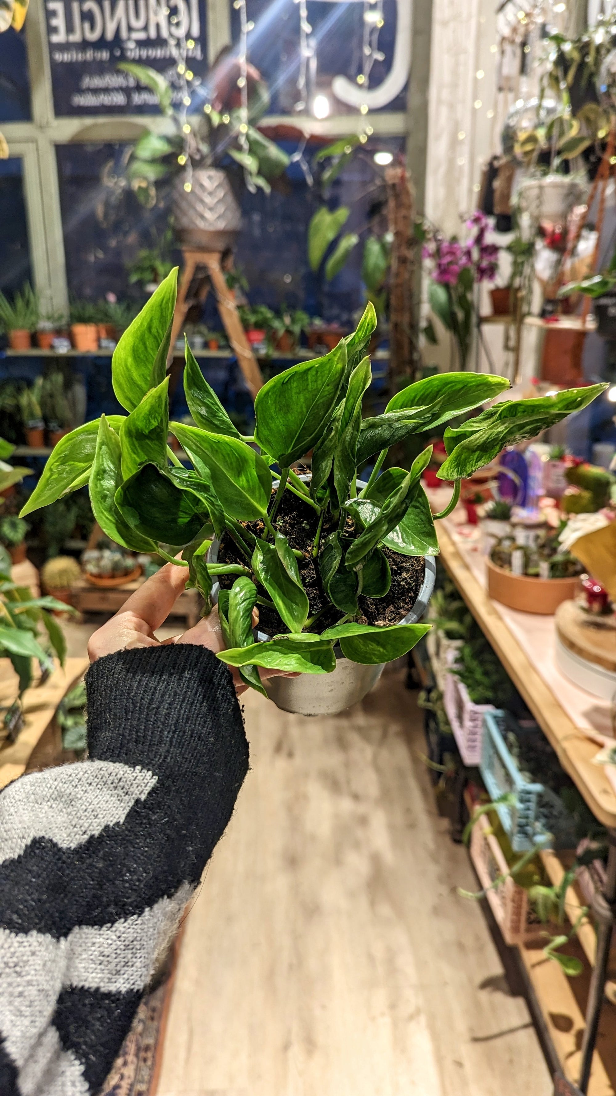 Epipremnum Shangri-La (Pothos)