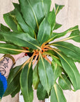 Chlorophytum Orchidastrum 'Feuerblitz'