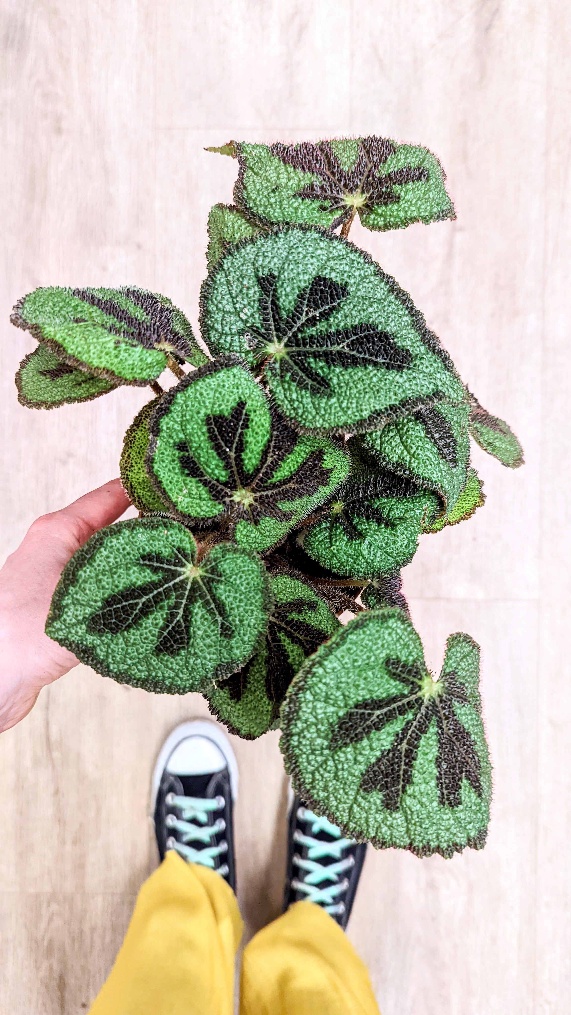 Begonia Masoniana &#39;Mountain Rock&#39;