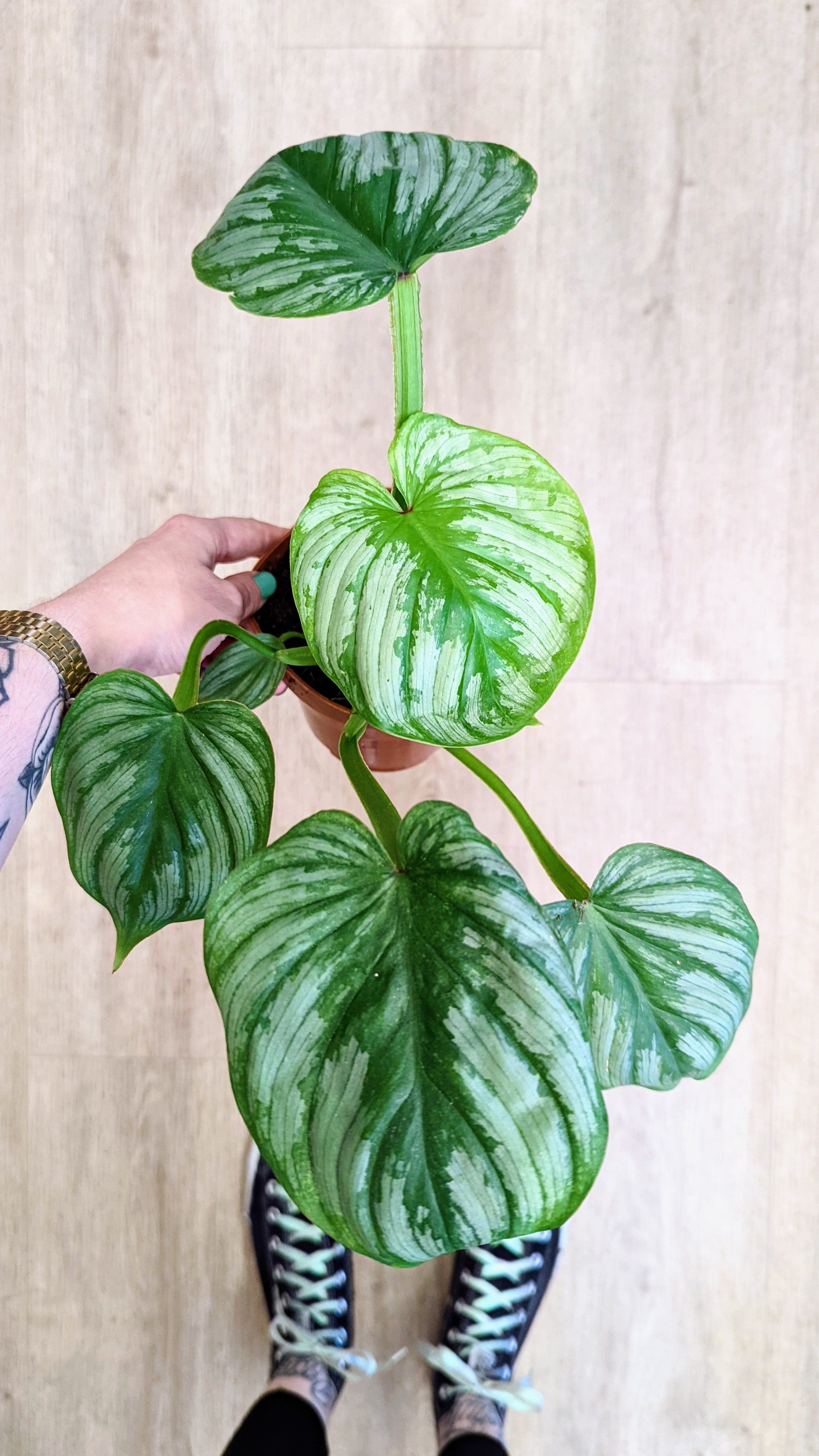 Philodendron &#39;Mamei&#39;
