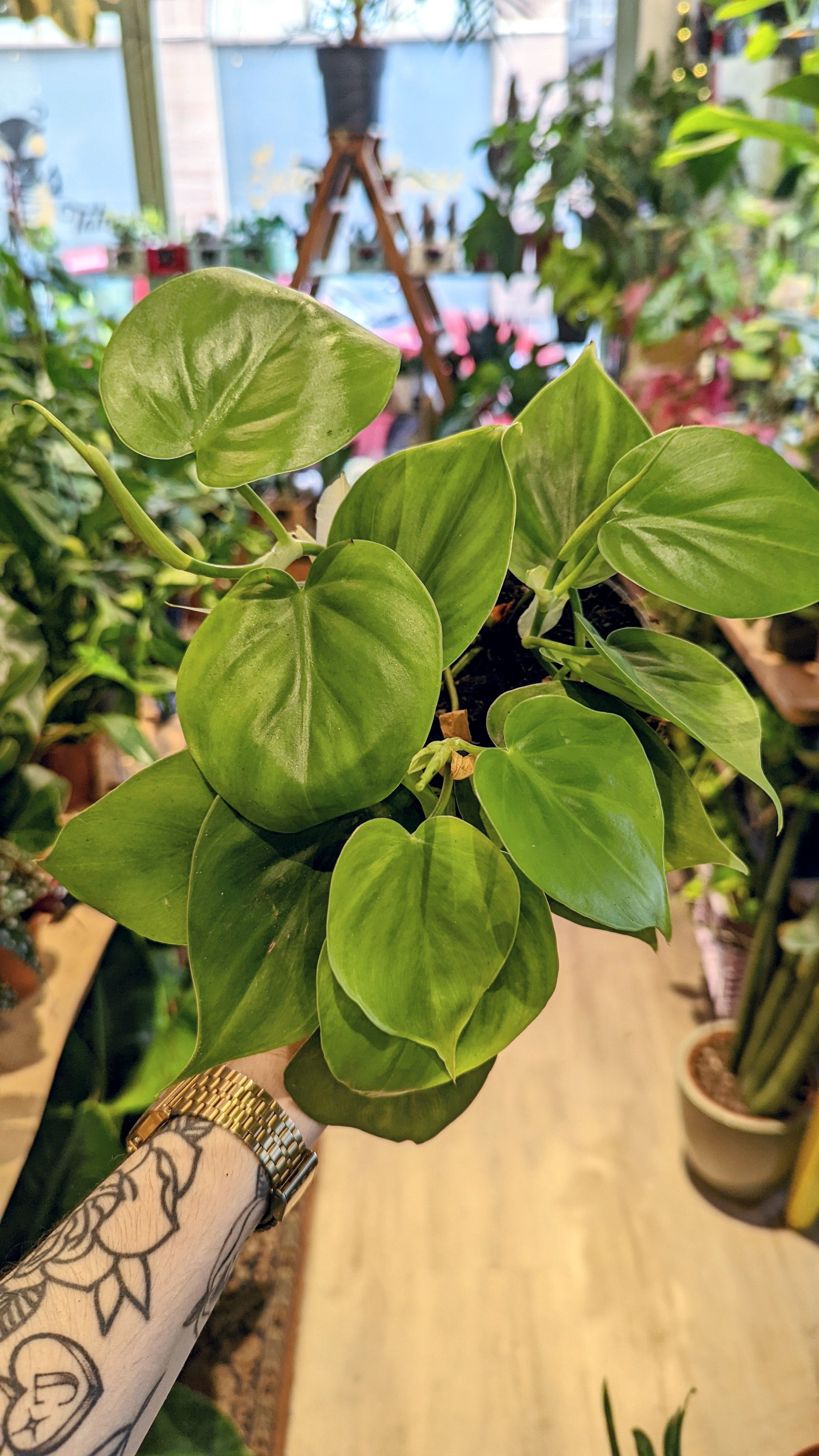 Philodendron Scandens (Plusieurs options)