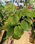 Philodendron Scandens (Several options)