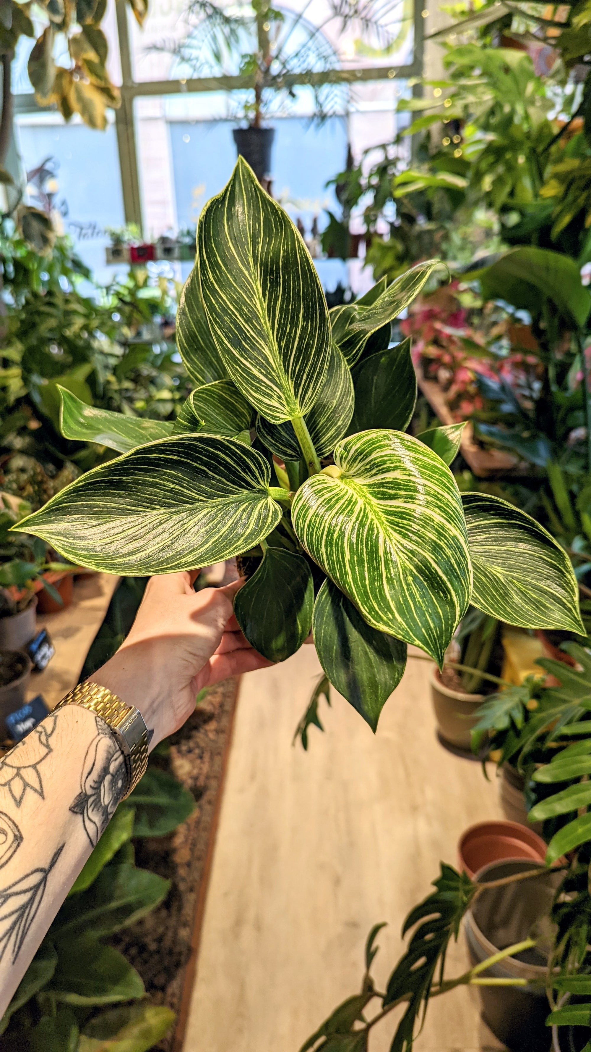 philodendron birkin taille adulte Philodendron 'Birkin' – Tchungle