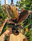 Ficus elastica 'Belize' (Mehrere Optionen)