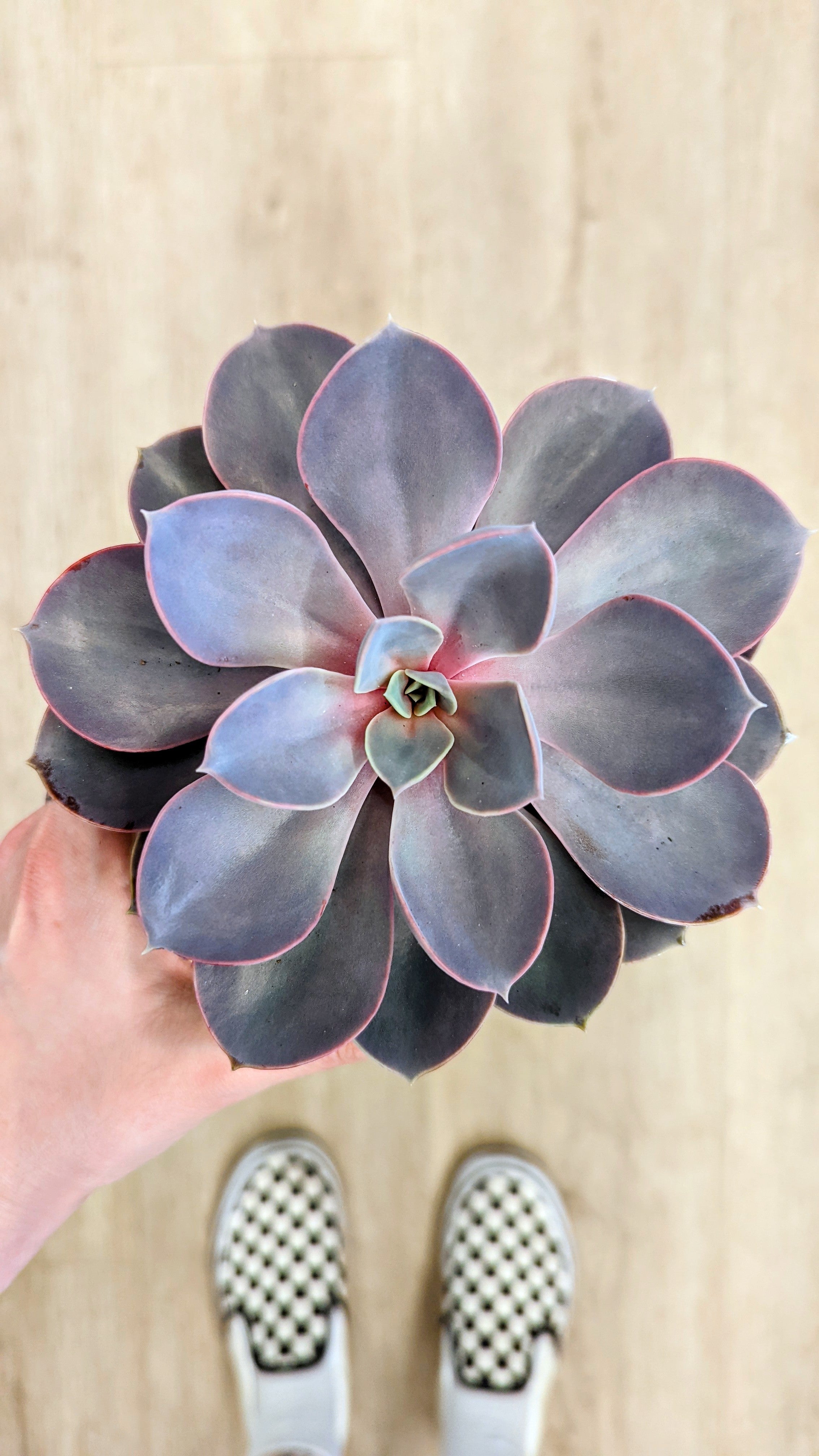 Echeveria &#39;Purple Pearl&#39;