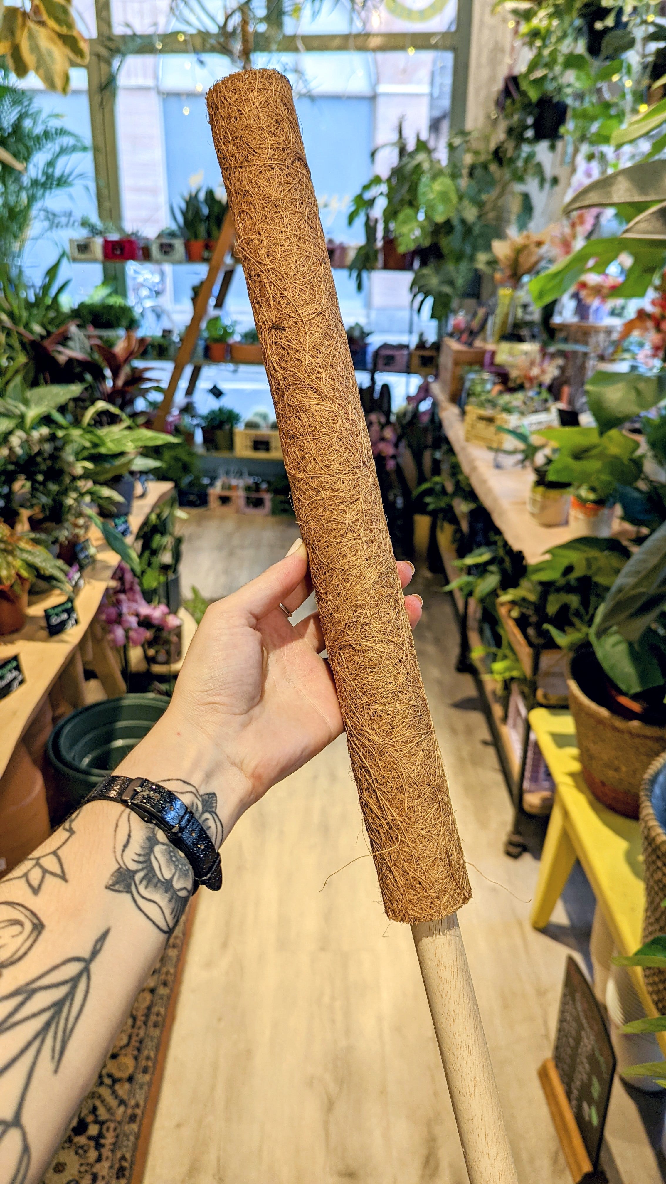 Coco Stakes (Several sizes).