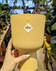 Elo | Coupe planter (Several options) 