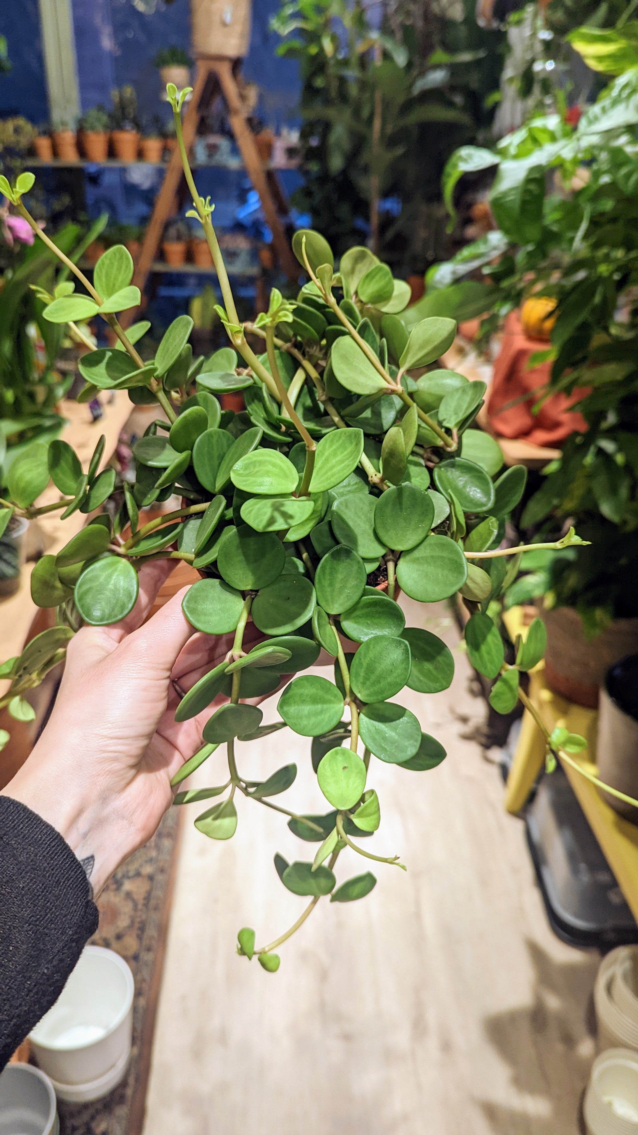 Peperomia &#39;Hope&#39; (Several options)