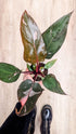 Philodendron Pink Princess en pot — plante rare Tchungle Strasbourg