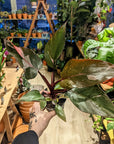 Philodendron Pink Princess (Mehrere Optionen)