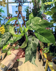 Epipremnum Pinnatum Variegata (Pothos)
